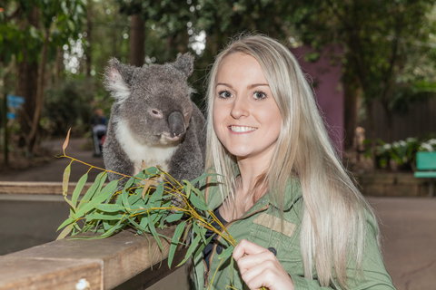Koala Park Sanctuary - Mackay Tourism 0