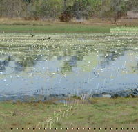 Leaning Tree Lagoon Nature Park - Mackay Tourism
