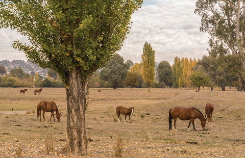 Lemington - Mackay Tourism 0