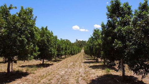 MacNuts WA Shop And Factory - Mackay Tourism 0
