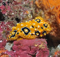 Magic Mountain Dive Site - Mackay Tourism