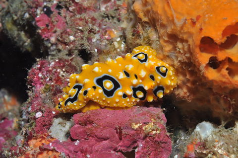 Magic Mountain Dive Site - Mackay Tourism 0