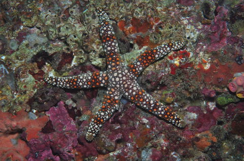 Magic Mountain Dive Site - Mackay Tourism 1