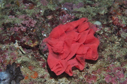 Magic Mountain Dive Site - Mackay Tourism 2