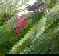 Martin's Orchard - Mackay Tourism