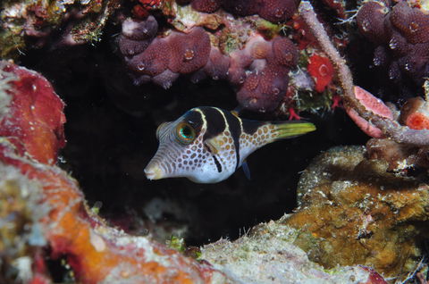 Monolith Dive Site - Mackay Tourism 1