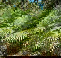 Mungo Rainforest Walk - Mackay Tourism