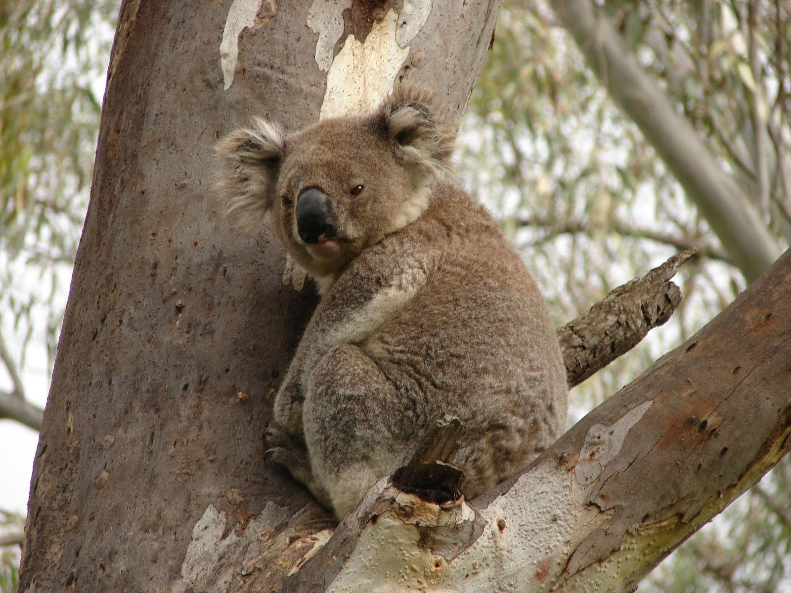 Narrandera NSW Mackay Tourism