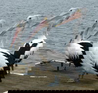 Pelican Feeding - Mackay Tourism