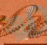 Red Desert Reptiles - Mackay Tourism