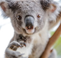 Wild Life Sydney Zoo - Mackay Tourism