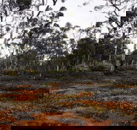 Woylie Walk Dryandra Woodland - Mackay Tourism