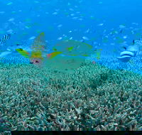 Wreck Bay Dive Site - Mackay Tourism