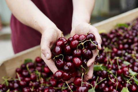 Yarra Valley Cherries - Mackay Tourism 0