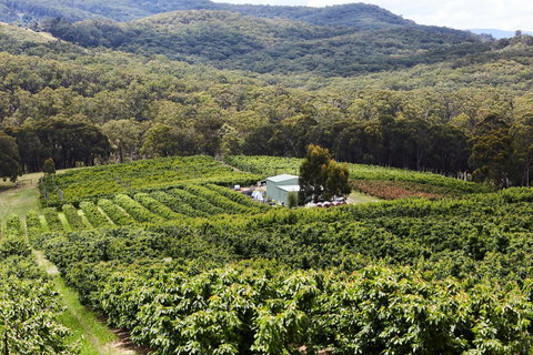 Yarra Valley Cherries - Mackay Tourism 2