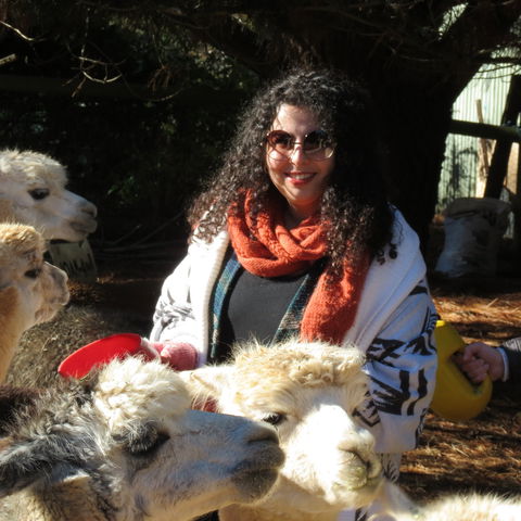 Alpaca Farm Experience At Crookwell - Mackay Tourism 1