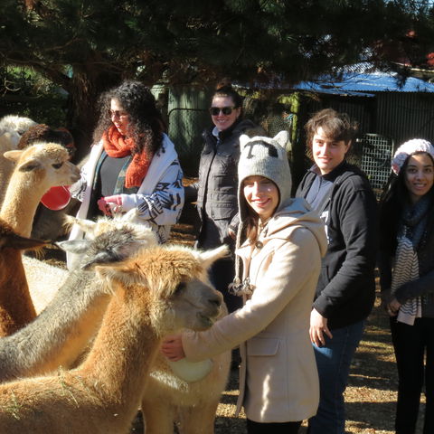 Alpaca Farm Experience At Crookwell - Mackay Tourism 2