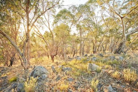 Alpine Views Walk - Mackay Tourism 0