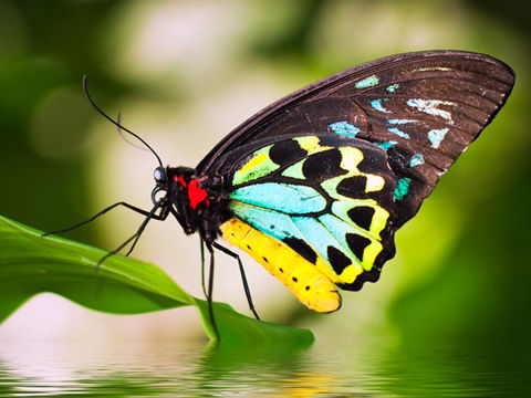 Australian Butterfly Sanctuary - Mackay Tourism 1