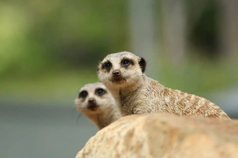 Billabong Zoo: Koala And Wildlife Park - Mackay Tourism 1