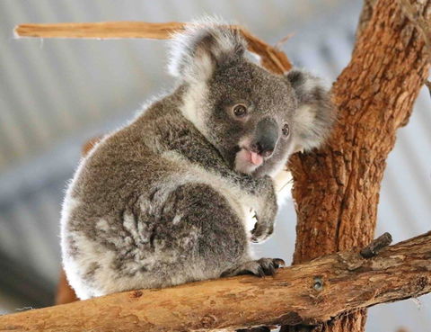 Billabong Zoo: Koala And Wildlife Park - Mackay Tourism 2