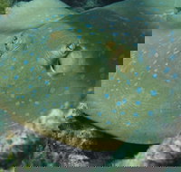 Fitzroy Island Dive Site - Mackay Tourism