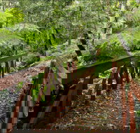 Goodenia Rainforest Walking Track - Mackay Tourism