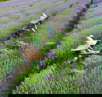Lavandula Swiss Italian Farm - Mackay Tourism