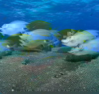 Lodestone Reef - Mackay Tourism