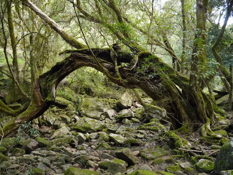 Mitchell River Walking Track - Mackay Tourism 0