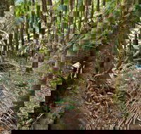 Palm Forest Walking Track - Mackay Tourism