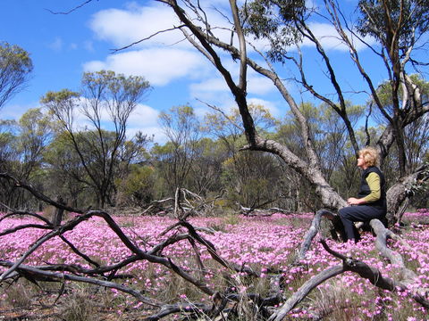 Talgomine Reserve - Mackay Tourism 1