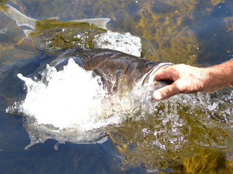 Barra Feeding - Mackay Tourism 1