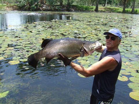 Barra Feeding - Mackay Tourism 2