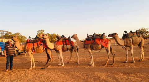 Broken Hill Camels - Mackay Tourism 0