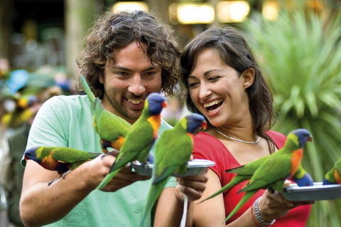 Currumbin Wildlife Sanctuary - Mackay Tourism 0