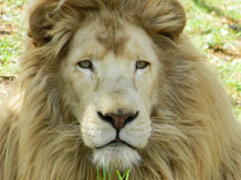 Darling Downs Zoo - Mackay Tourism 0