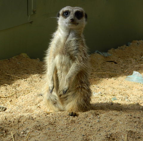 Darling Downs Zoo - Mackay Tourism 1