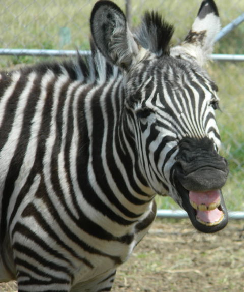 Darling Downs Zoo - Mackay Tourism 2