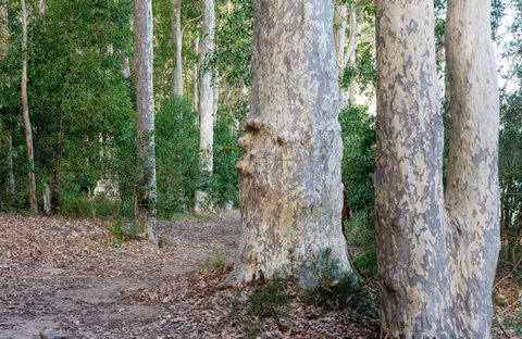 Delta Track - Mackay Tourism 0