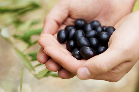 Eat, Pick, Grow Trail - Wanneroo And Chittering - Mackay Tourism 0