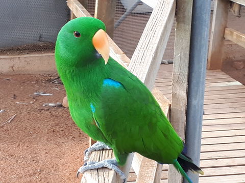 Eyre Reptile & Wildlife Park - Mackay Tourism 0