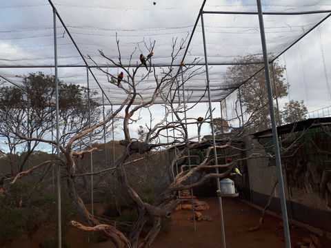 Eyre Reptile & Wildlife Park - Mackay Tourism 2