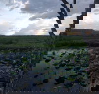 Fogg Dam Conservation Reserve - Mackay Tourism