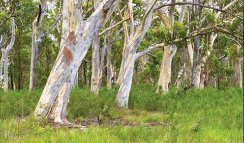 Freshwater Track - Mackay Tourism 0