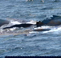 Gerringong Whale Watching Platform - Mackay Tourism