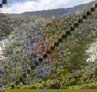 Kearneys Falls - Mackay Tourism