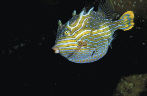 Mushroom Reef Marine Sanctuary - Mackay Tourism 0