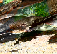 Platypus House - Mackay Tourism