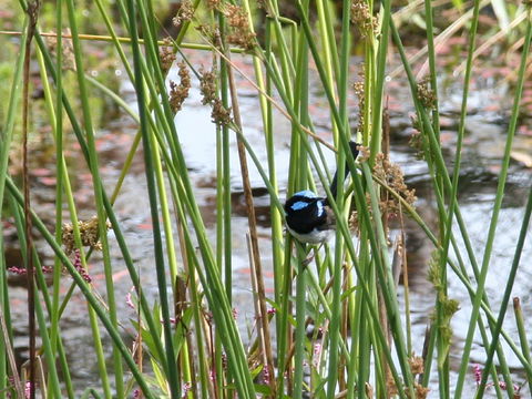 Swainsona Reserve - Mackay Tourism 1